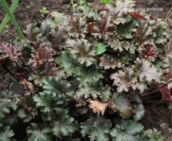 Alūnė (Heuchera) 'Cafe Ole'